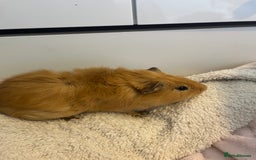 Guinea Pig rodents for sale: Male guniea pigs for sale  - Image 2