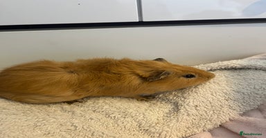 Guinea Pig rodents - Advert 4