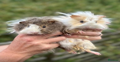 Guinea Pig rodents - Advert 4