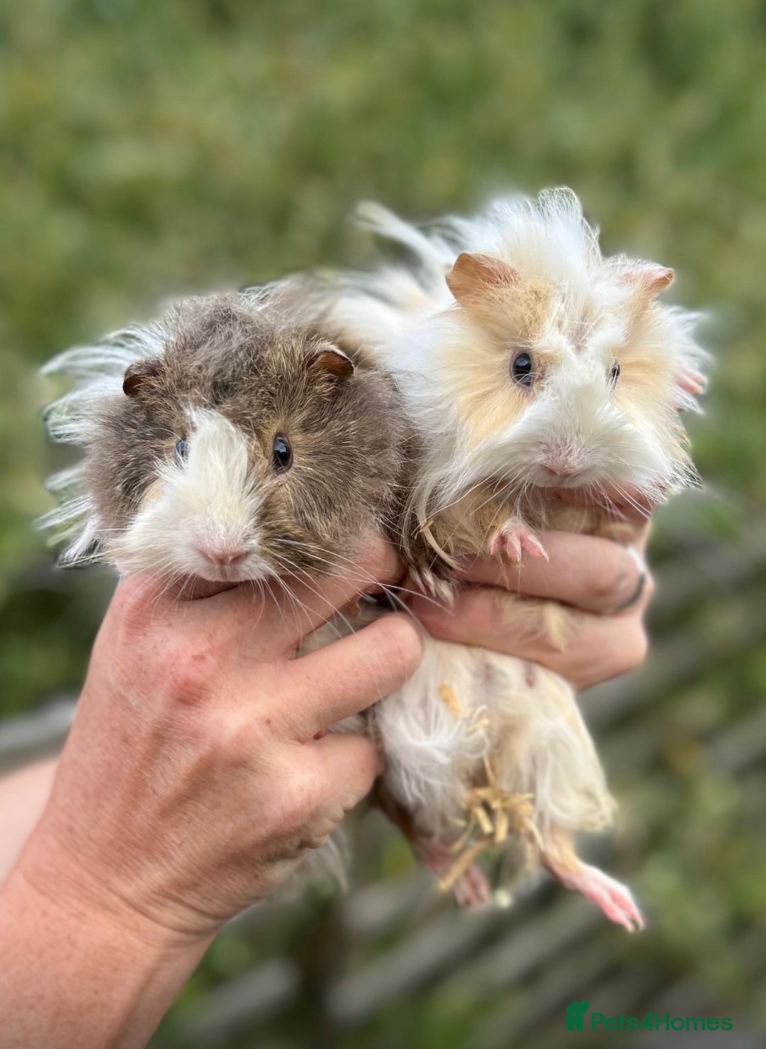 Guinea Pig rodents for sale: Beautiful Baby Guinea Pigs  - Image 3