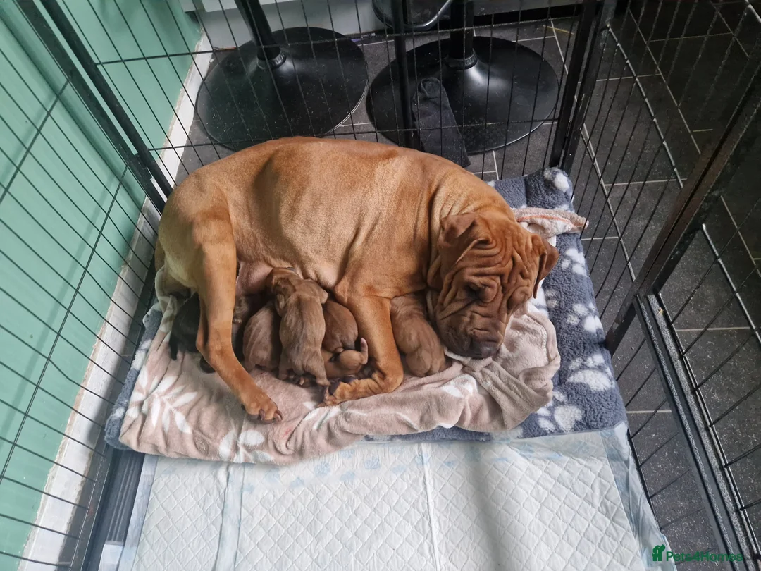 Mixed Breed dogs for sale: 3 boys - Advert 4