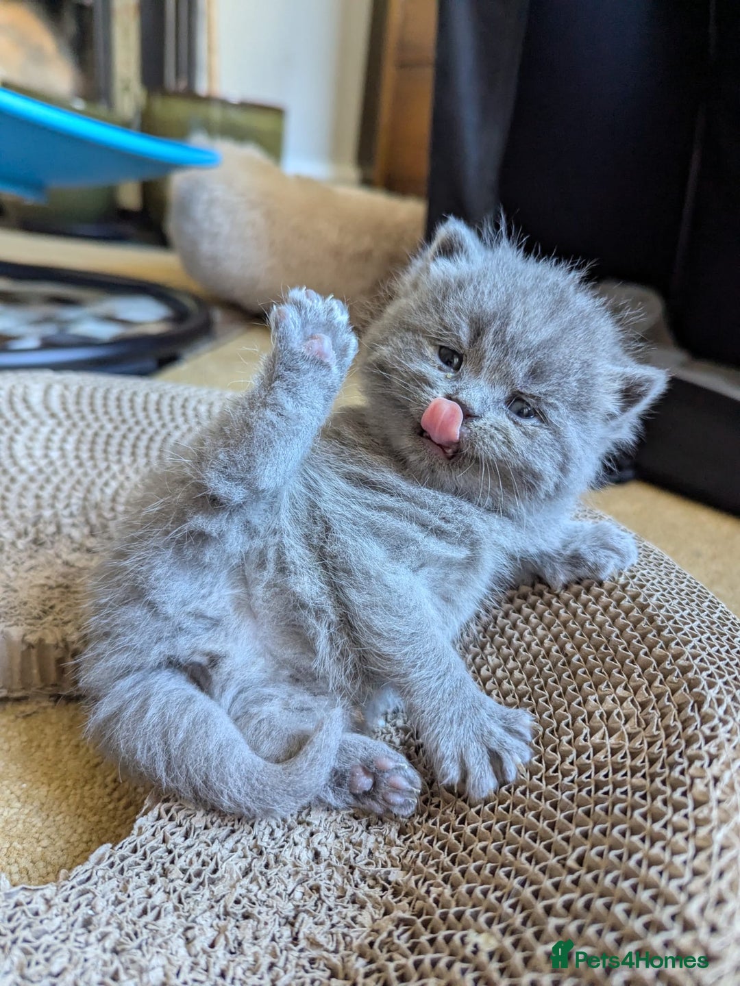 British Shorthair cats for sale: Beautiful fluffy British blue babies ready at  **  - Advert 22
