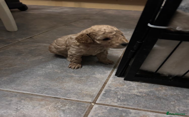 Cockapoo dogs - Advert 4