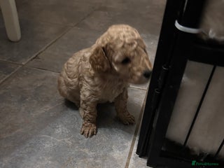 Cockapoo dogs - Advert 6