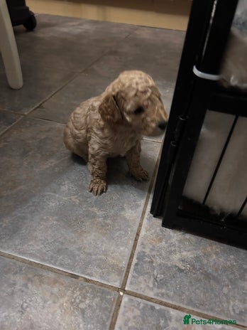 Cockapoo dogs - Advert 4