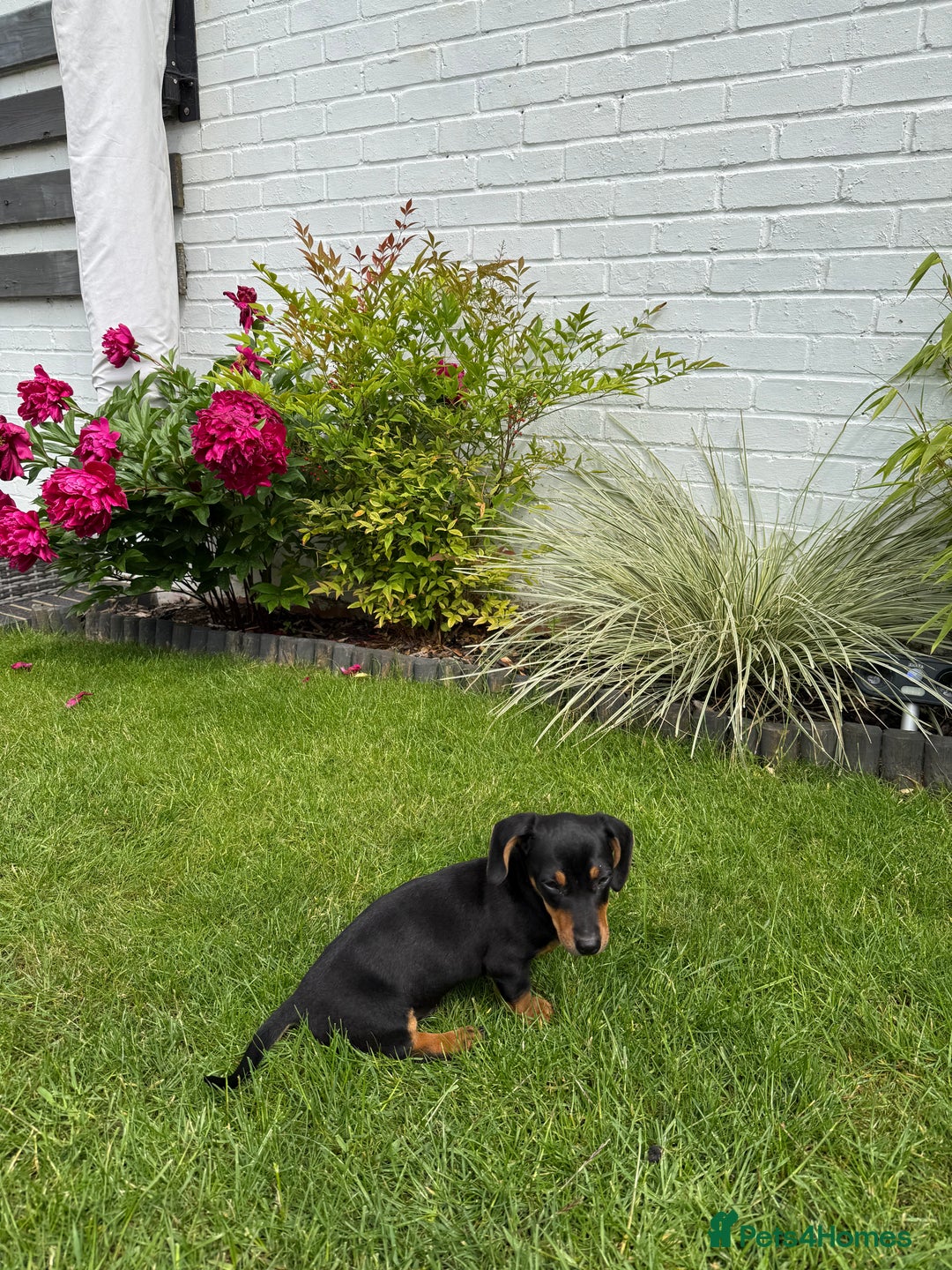 Miniature Dachshund dogs for sale: Lenny  - Image 10