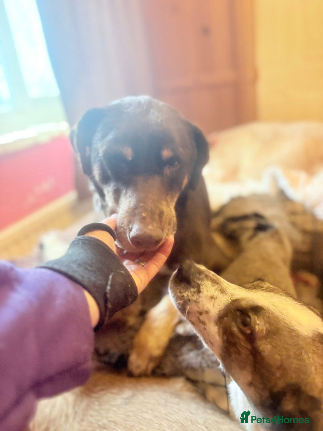 Mixed Breed dogs for adoption: Dobby - Norwich Norfolk  - Advert 10