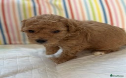Toy Poodle dogs for sale: Tiny toy poodle boys  - Advert 35