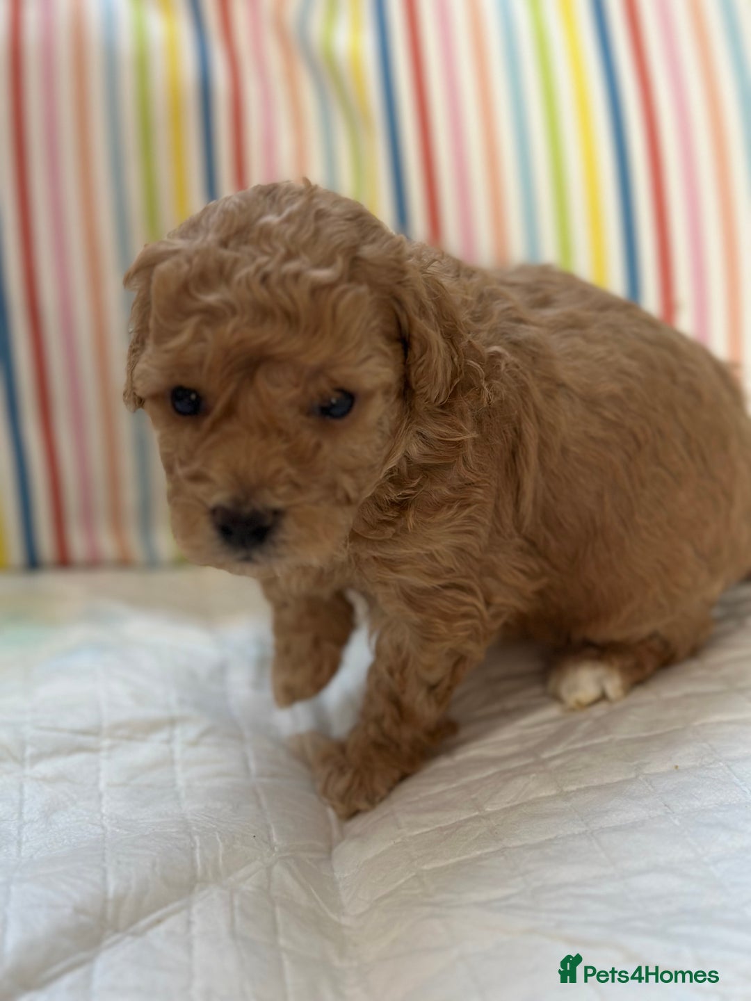 Toy Poodle dogs for sale: Tiny toy poodle boys  - Advert 35