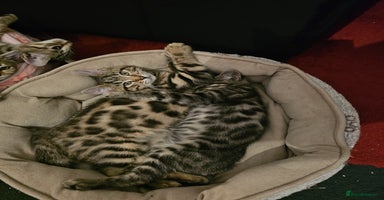 Bengal cats - Advert 4