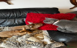 Mixed Breed rabbits for sale: Netherland dwarf and lionhead mixed bunnies - Image 39