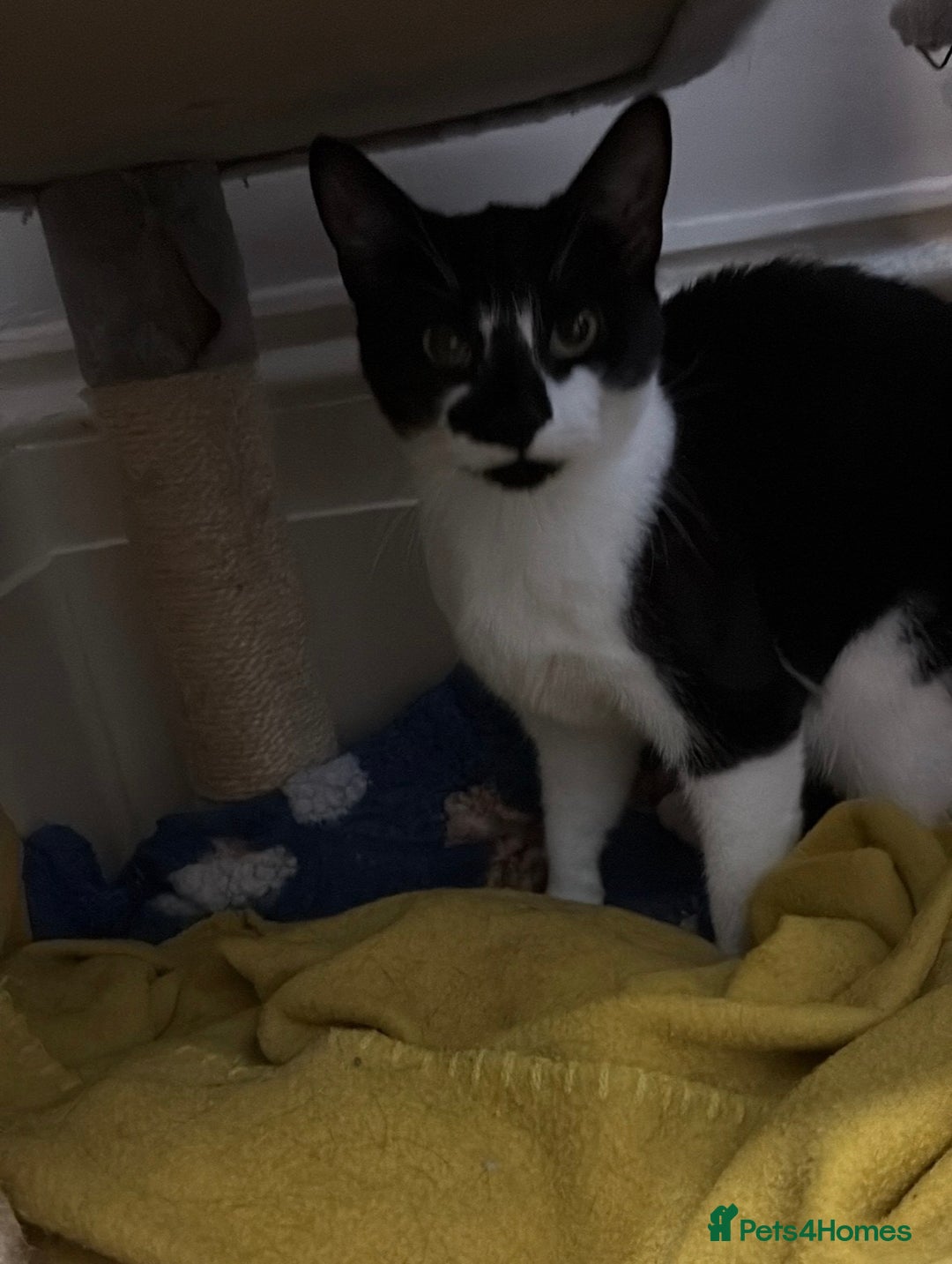 Mixed Breed cats for sale: Female Kitten  - Advert 4