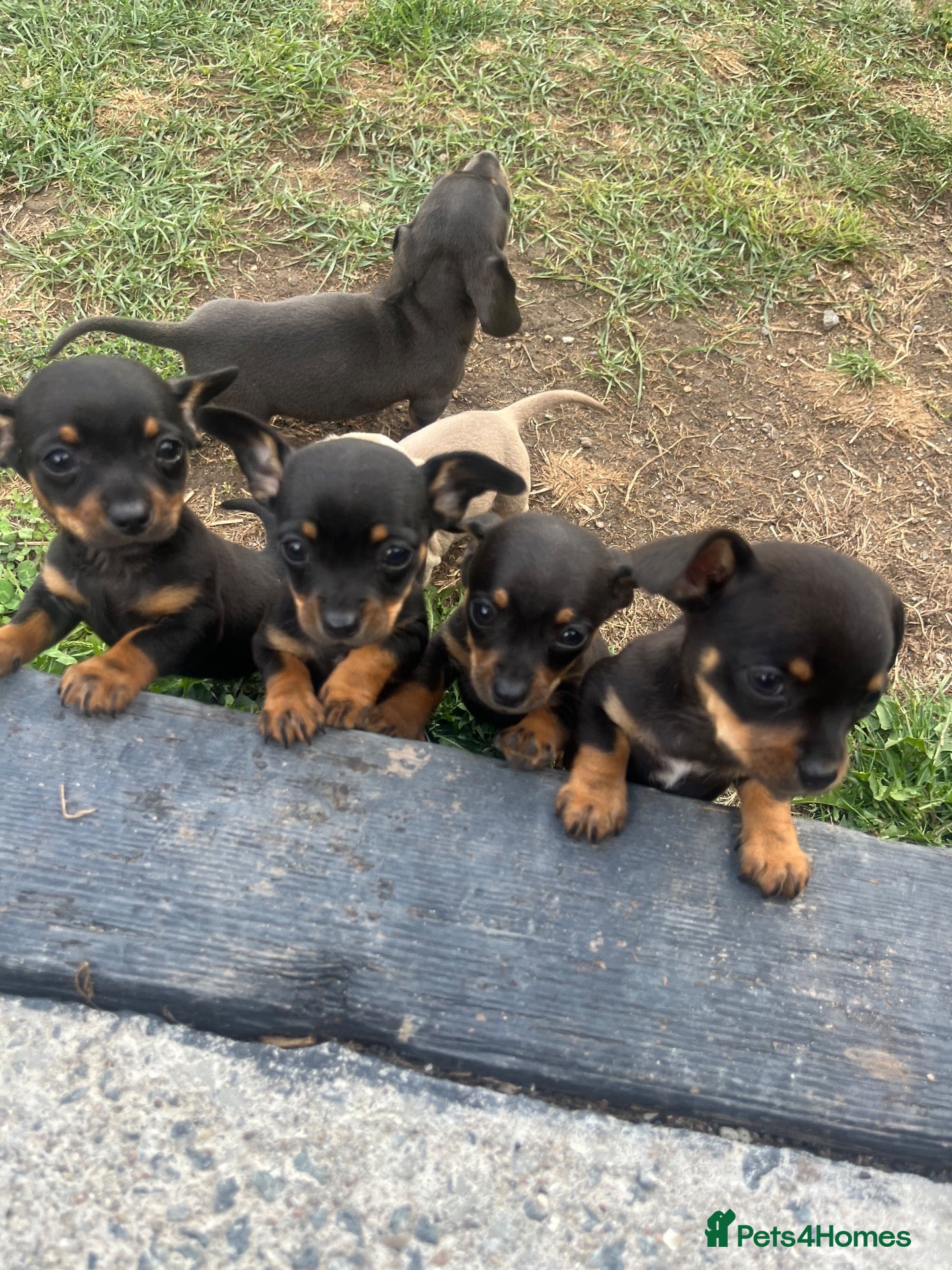 Chiweenie dogs 🌸 Beautiful Chiweenie Puppies 🌸 - Advert 1