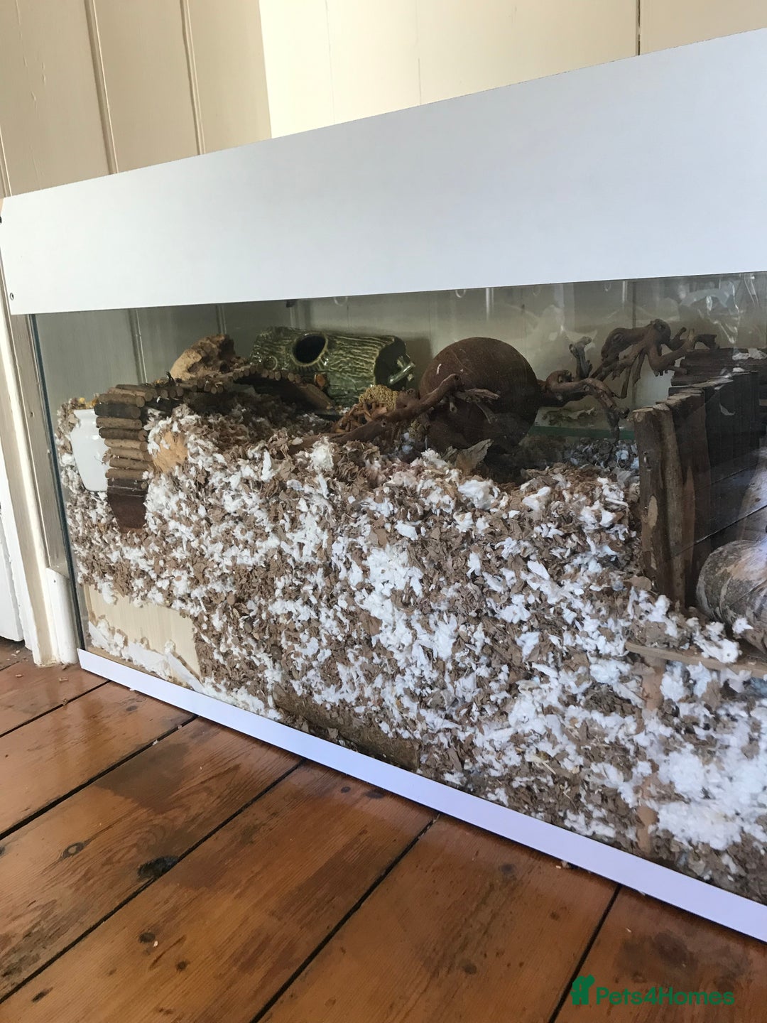 Gerbil rodents for sale: 2 female gerbils - Image 4