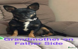 Mixed Breed dogs for sale: 6 Jack Russell x Yorkshire Terrier Puppies  - Image 22