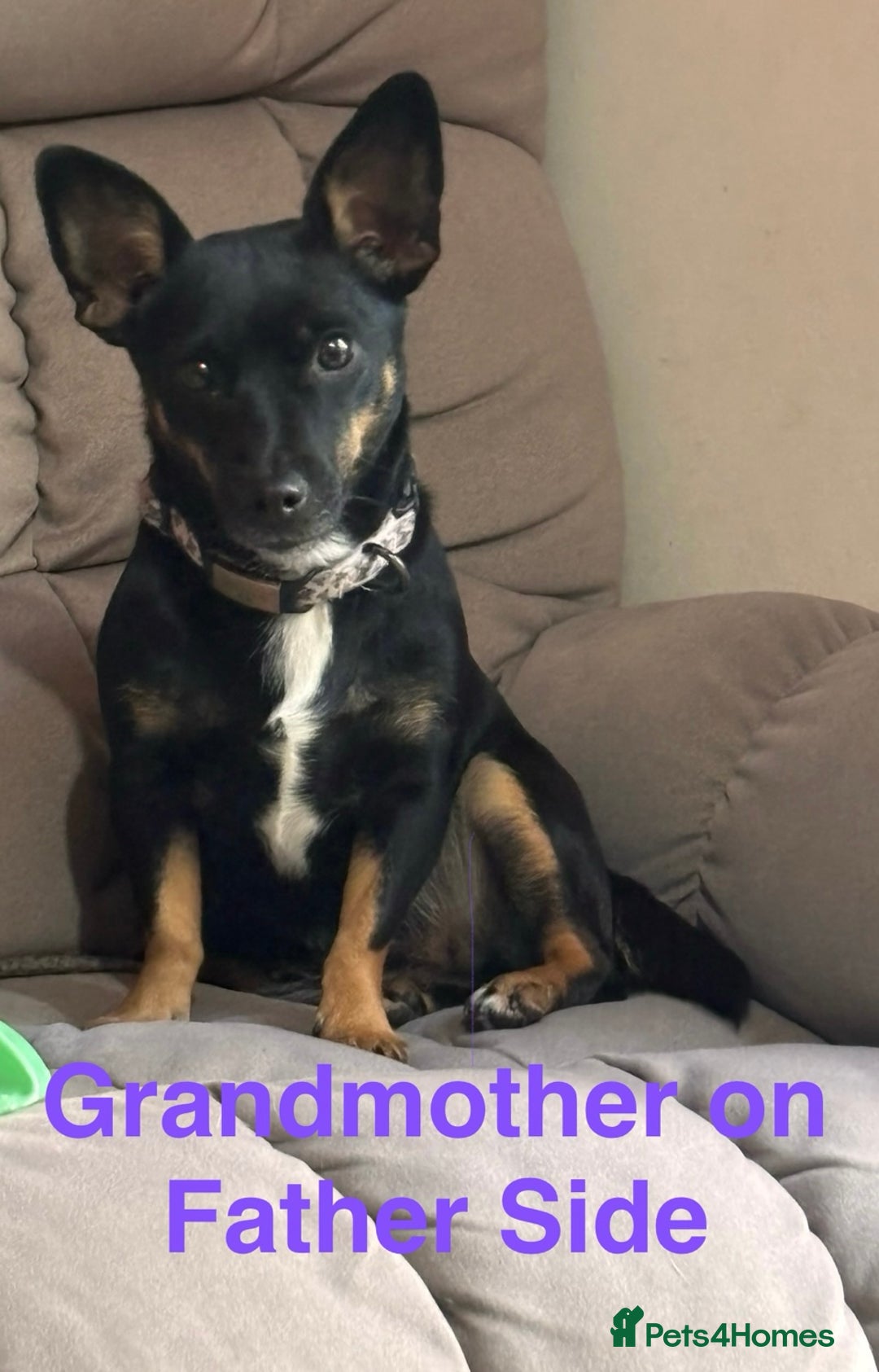 Mixed Breed dogs for sale: 6 Jack Russell x Yorkshire Terrier Puppies  - Image 22