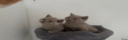 British Shorthair cats for sale: GCCF Registered 2 males 💙💙 - Advert 5
