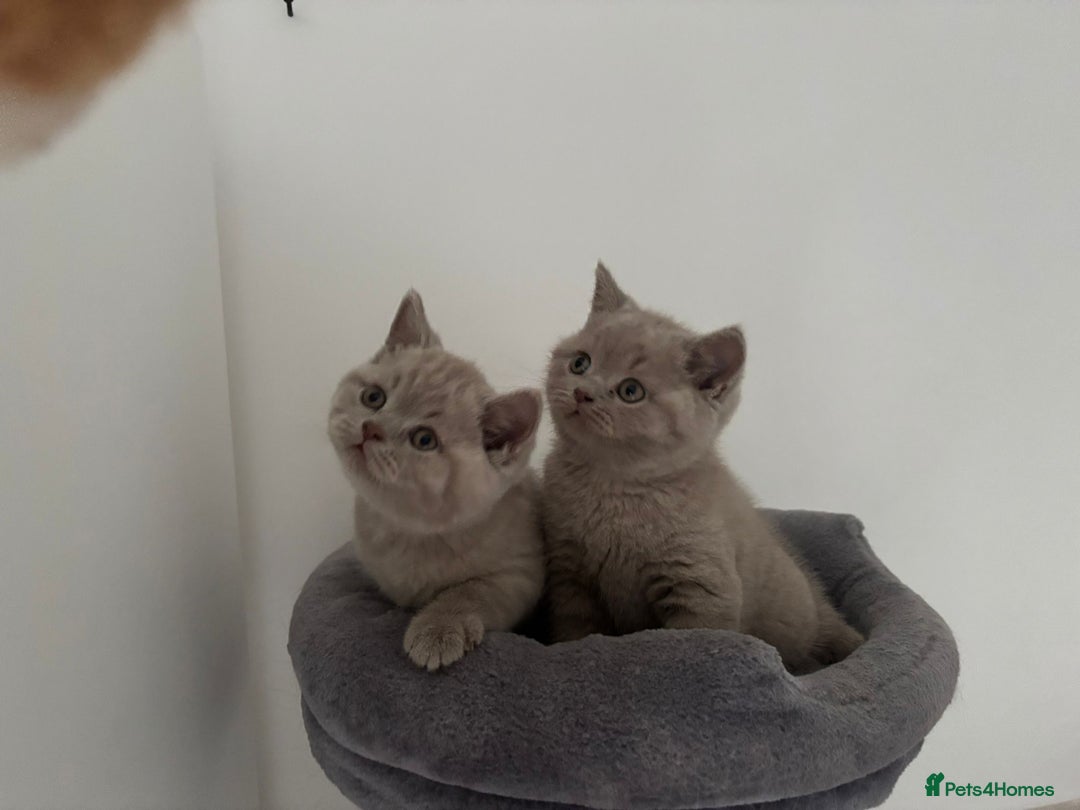 British Shorthair cats for sale: GCCF Registered 2 males 💙💙 - Advert 5