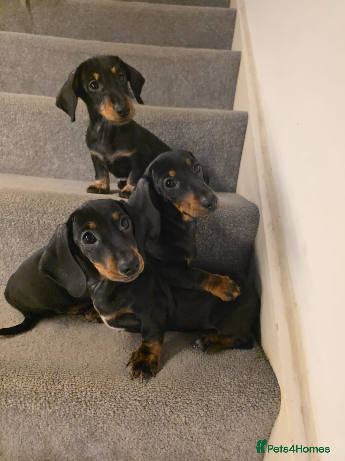 Miniature Dachshund dogs for sale: 3 Beautiful Girl Mini Dachshund - FULL Vaccinated - Advert 1