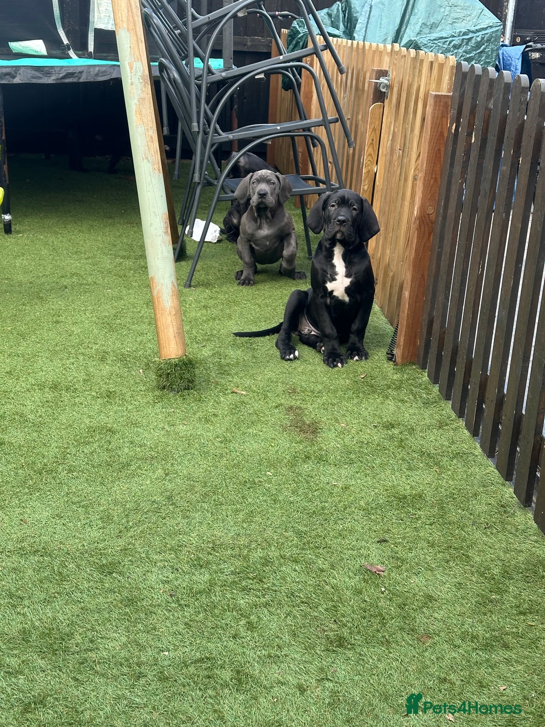 Mixed Breed dogs for sale: Cane corso/great Dane🐾 13weeks old - Advert 6