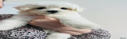 Maltese dogs for sale: Maltese-small size/hypoallergenic 3 boys-left! - Advert 4