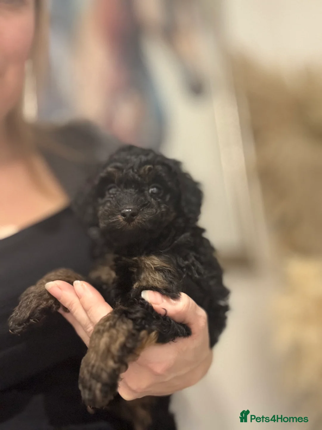 Cavapoo dogs for sale:  ** /TOY MULTI GEN CAVAPOO BOY - Advert 10