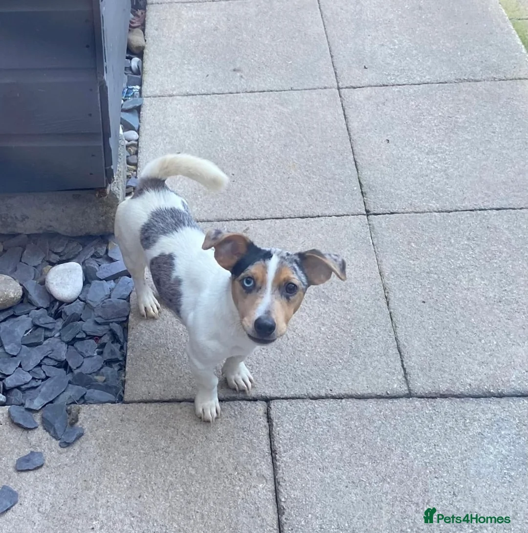 Jack Russell dogs for stud: Silver Merle carrying Blue and Chocolate in Bradford - Advert 7