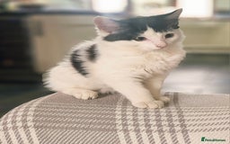 Mixed Breed cats for sale: Super cute, fun kitten - Image 3