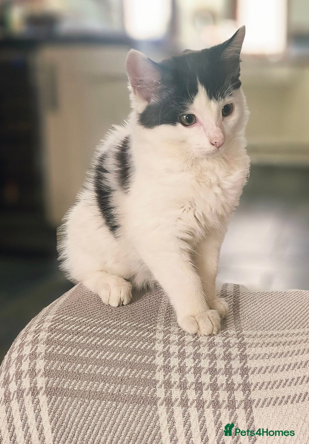 Mixed Breed cats for sale: Super cute, fun kitten - Image 3