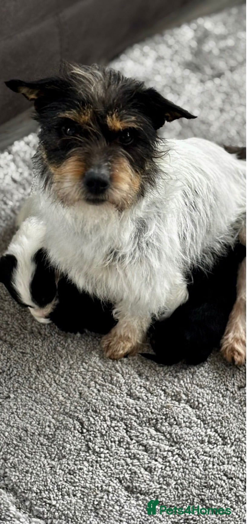Mixed Breed dogs Litter of Sealyham cross cairn terrier puppies  - Advert 2
