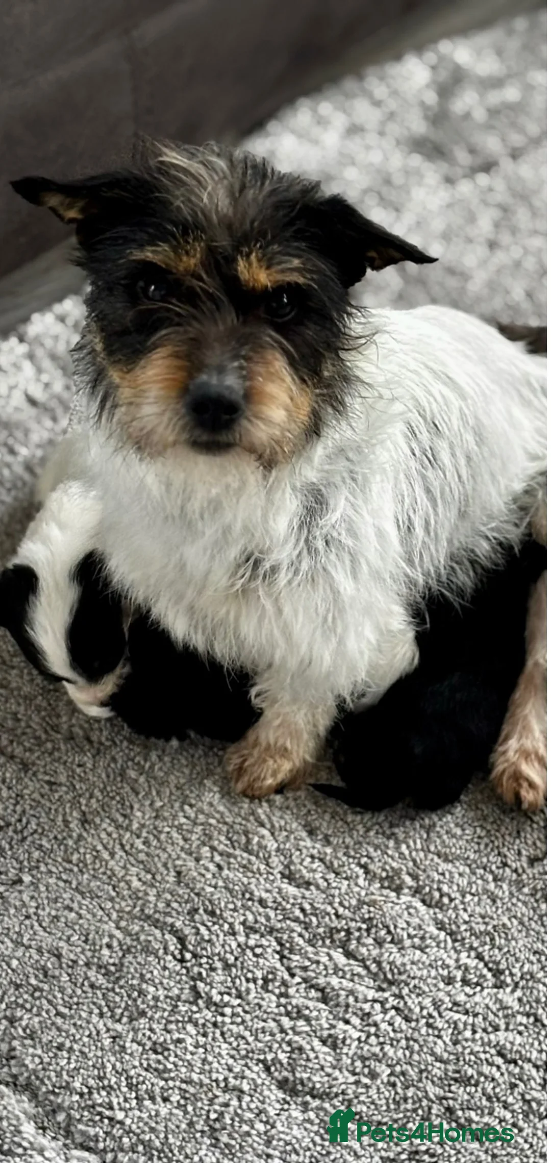 Mixed Breed dogs for sale: Litter of Sealyham cross cairn terrier puppies  - Advert 2