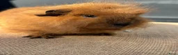 Guinea Pig rodents for sale: Stunning boars - Advert 9