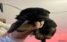 German Shepherd dogs for sale: Litter of puppies with a World Class Pedigree  - Advert 37