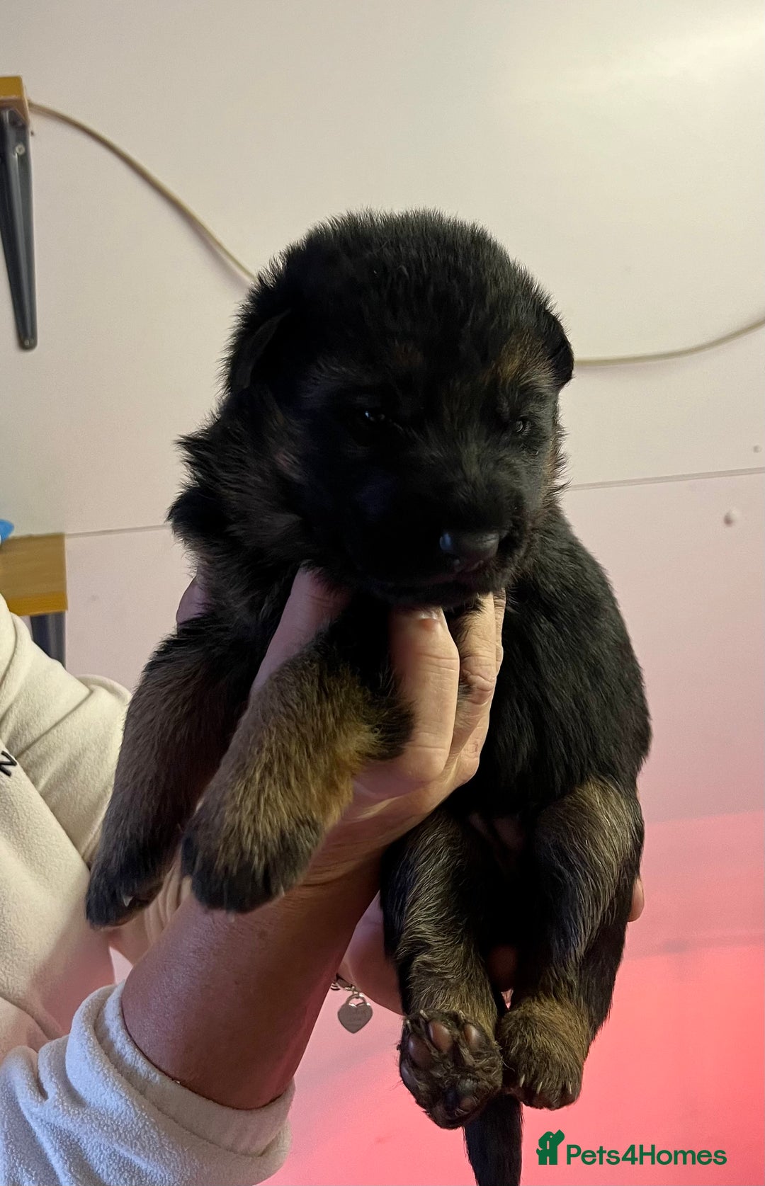 German Shepherd dogs for sale: Litter of puppies with a World Class Pedigree  - Advert 37