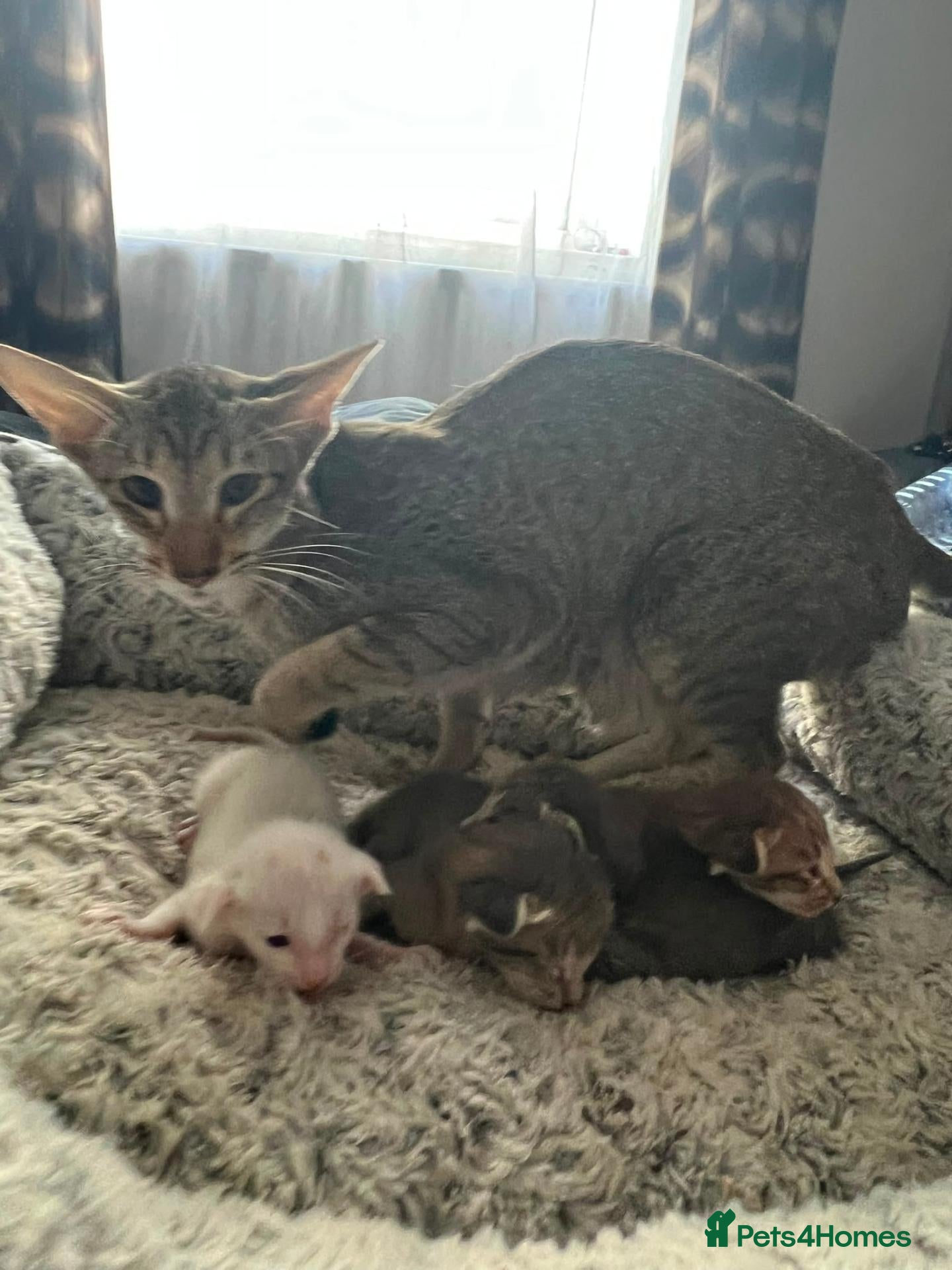 Oriental cats Gorgeous Oriental kittens! - Advert 2