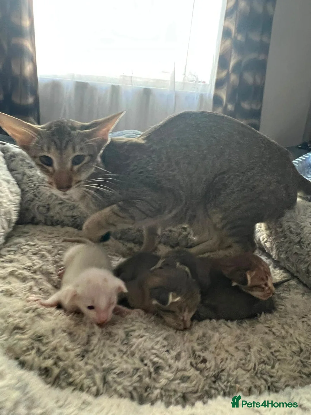Oriental cats for sale: Gorgeous Oriental kittens! - Advert 2
