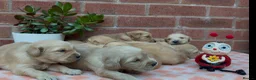 Golden Retriever dogs for sale: HEALTH TESTED PEDIGREE KC GOLDEN RETRIEVER PUPPIES - Advert 3