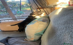 Mixed Breed dogs for sale: Aussie shepherd/staffy - Advert 31