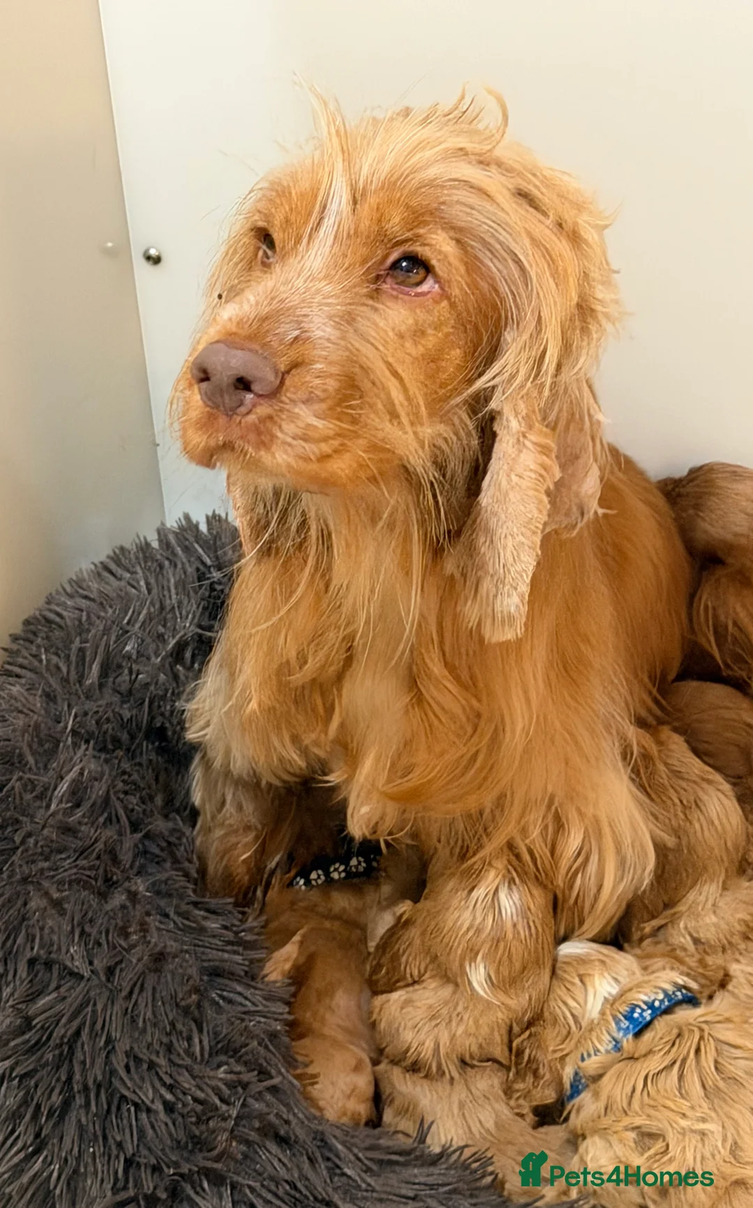 Cockapoo dogs for sale: Atlas’s Heart-Stealing Cockapoo Pups💕 - Advert 2