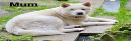 Akita dogs for sale: Beautiful Japanese Akita Puppies - Advert 20
