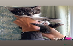 Mixed Breed cats for sale: 6 gorgeous kittens😍Ready Now - Image 13