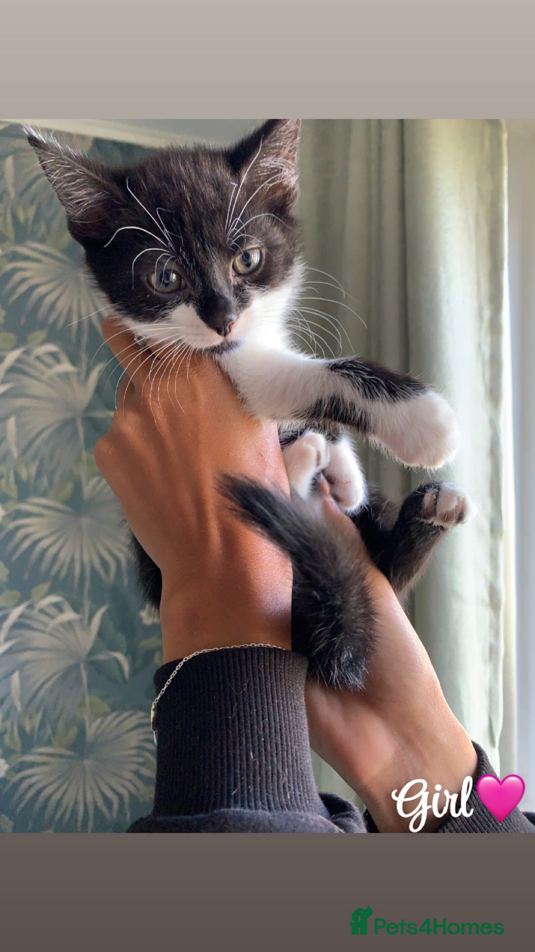 Mixed Breed cats for sale: 6 gorgeous kittens😍Ready Now - Image 13