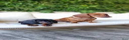 Dachshund dogs for sale: Adorable standard dachshunds with pedigree FCI - Advert 4