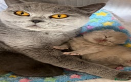 British Shorthair cats for sale: New litter! Champion lines BSH kittens - Image 9