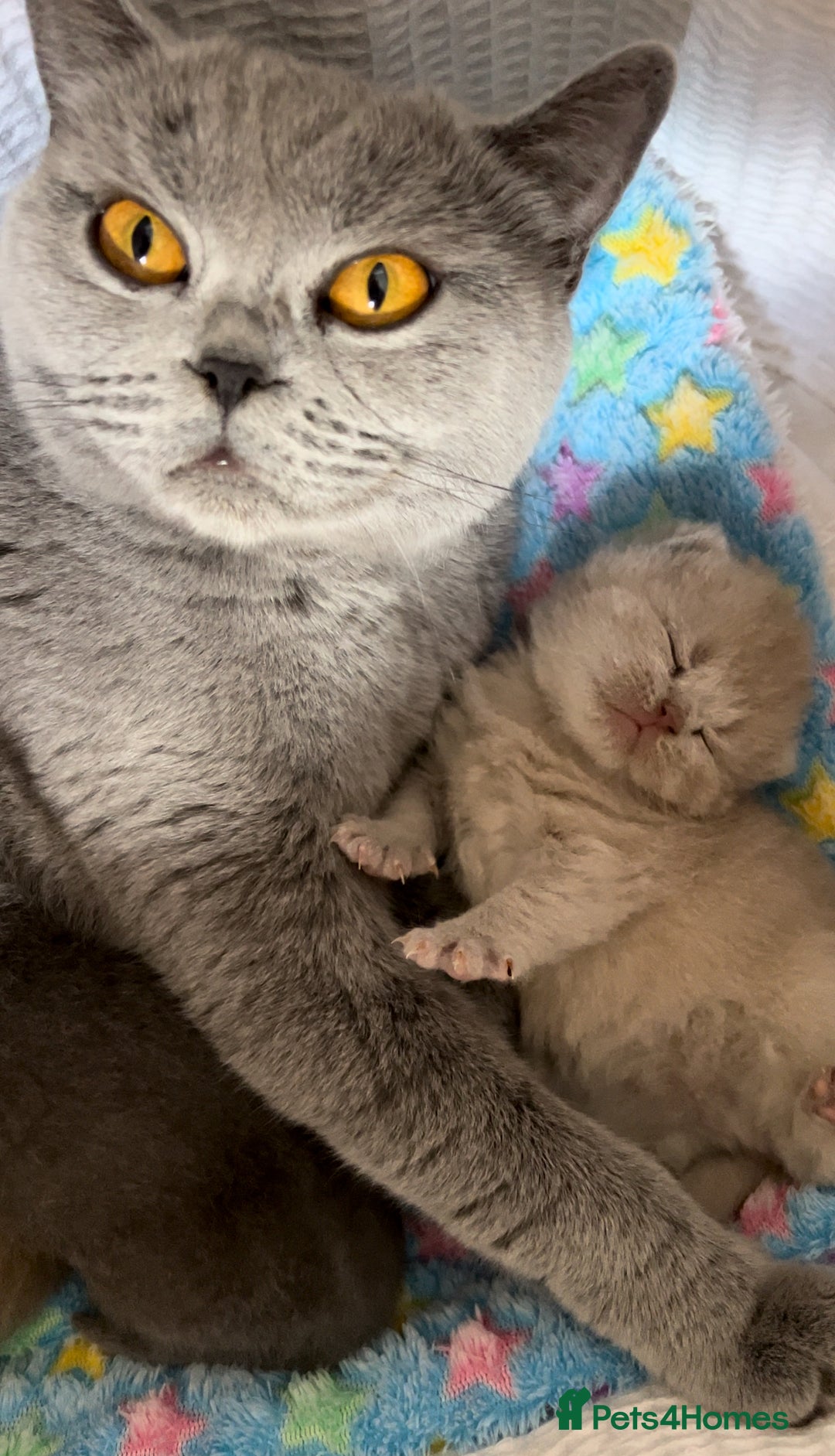 British Shorthair cats for sale: New litter! Champion lines BSH kittens - Image 9