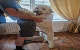 Goldendoodle dogs for stud: Beautiful large goldendoodle for stud - Image 5