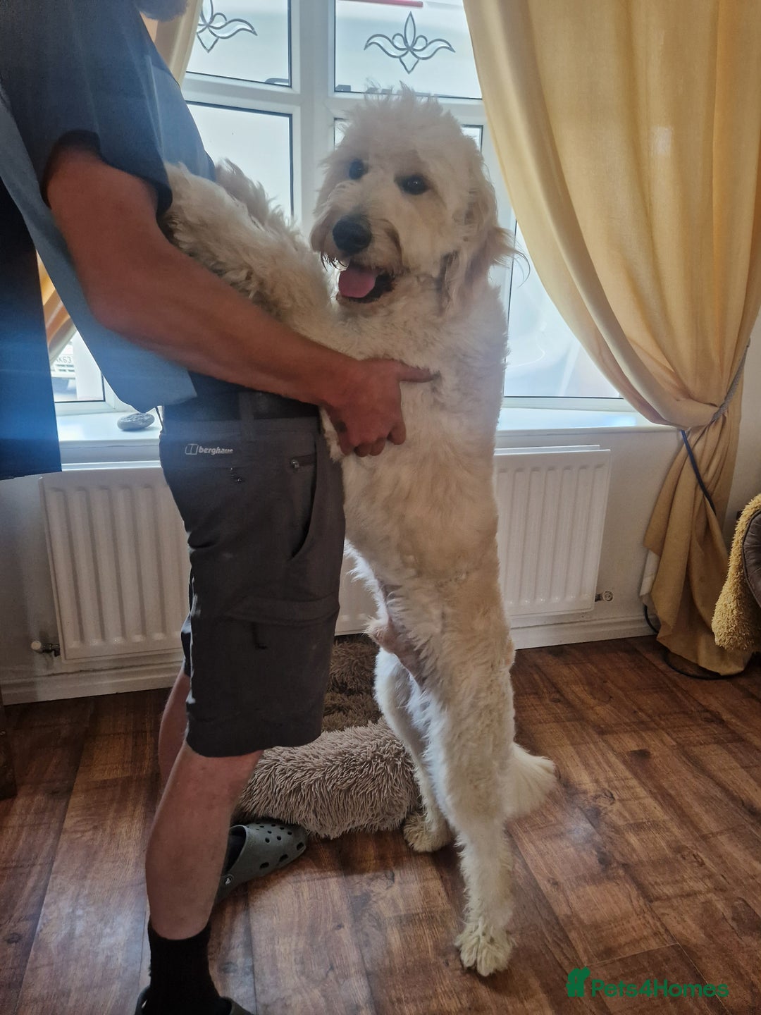 Goldendoodle dogs for stud: Beautiful large goldendoodle for stud - Image 5