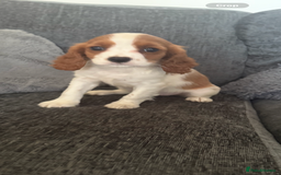 Cavalier King Charles Spaniel dogs for sale: Ready now Kennel club dna  clear cavalier puppies  - Image 14