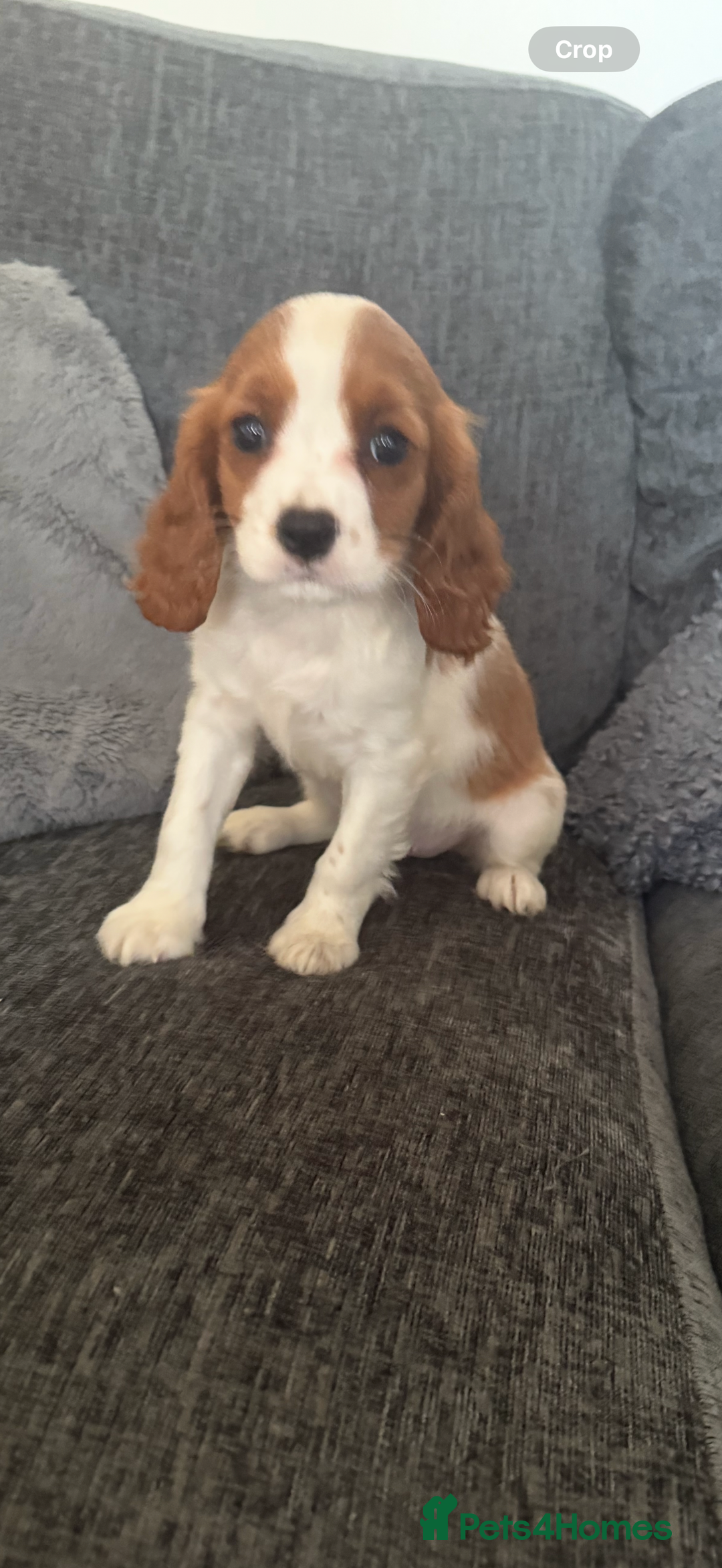 Cavalier King Charles Spaniel dogs for sale: Ready now Kennel club dna  clear cavalier puppies  - Image 14