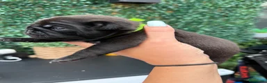 Pug 2